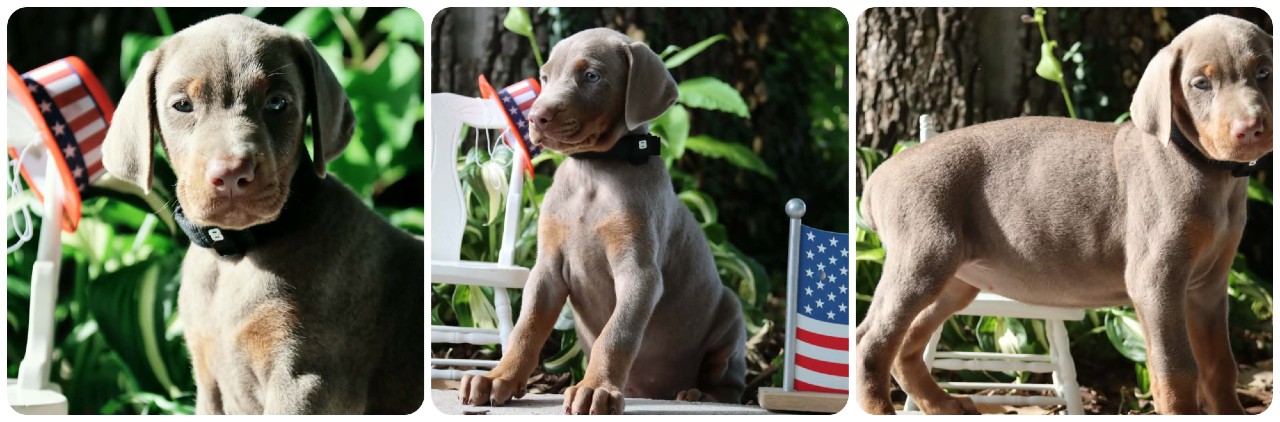 picture of fawn doberman puppies
