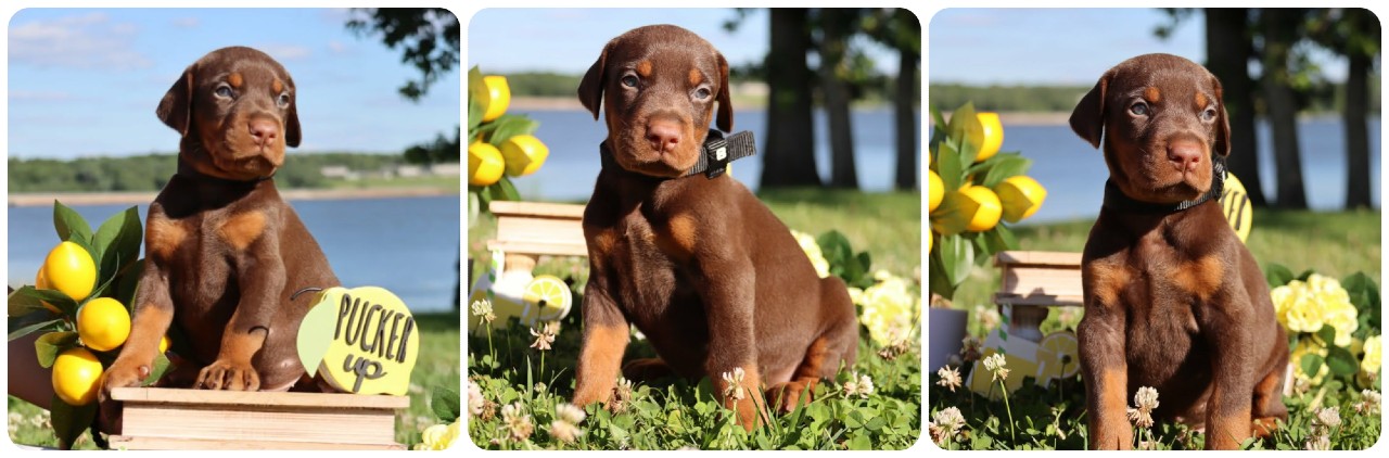 picture of doberman puppies