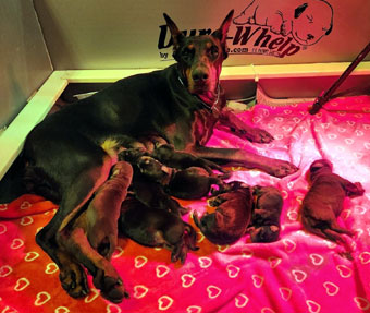 doberman puppies for sale in USA     