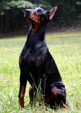 doberman stud dog