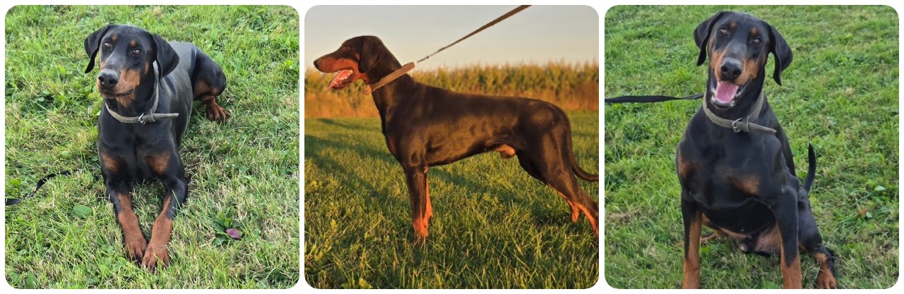 black and rust doberman for sale picture of black and rust doberman for sale