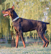 doberman female