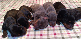 black and blue doberman puppies for sale