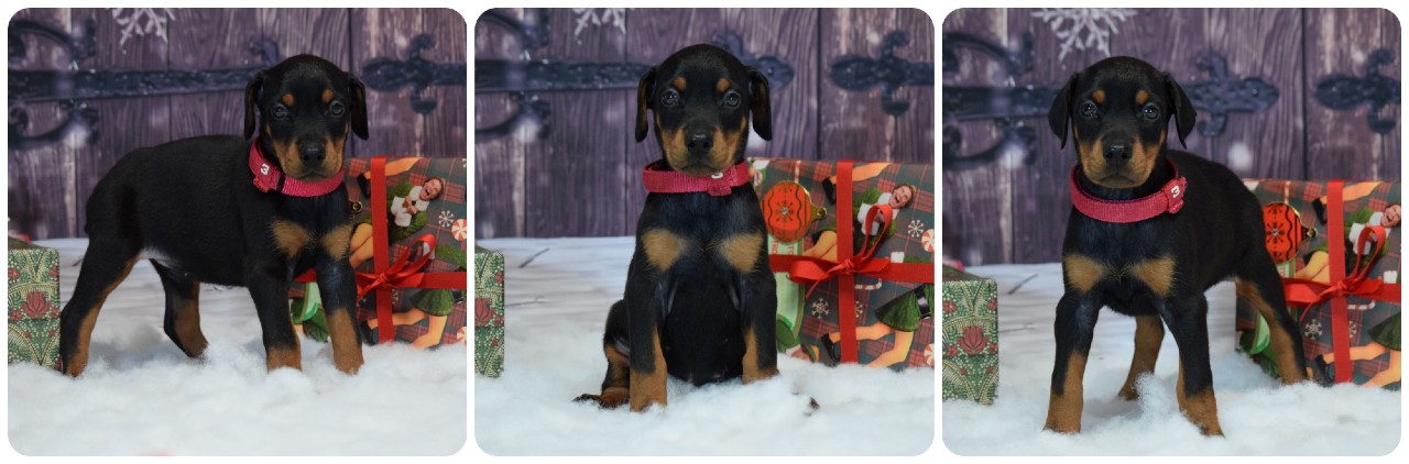 picture of doberman puppies