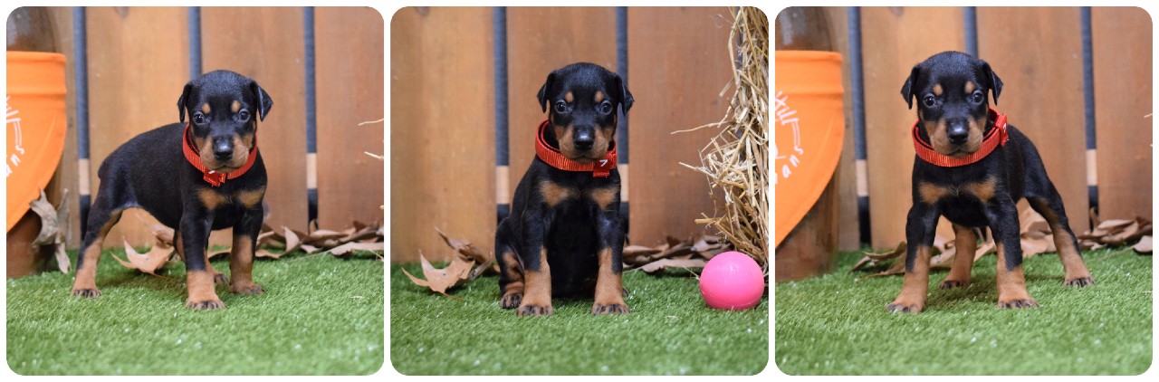 picture of doberman puppies
