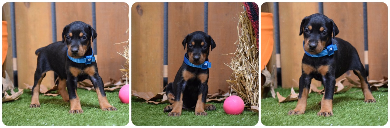 picture of doberman puppies