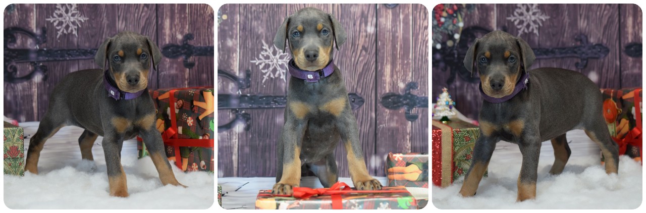 picture of doberman puppies