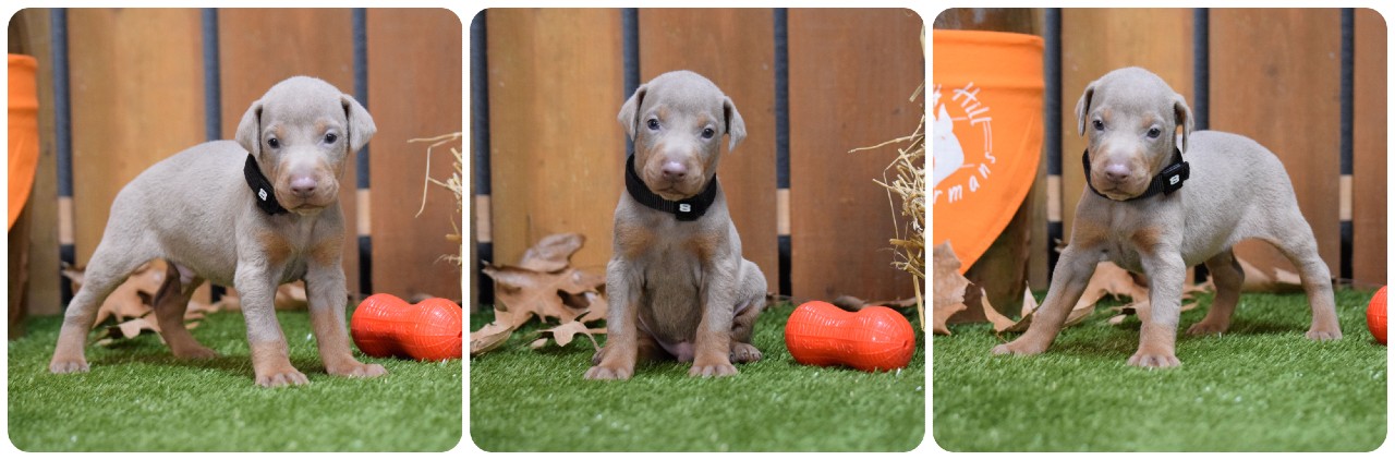 fawn male doberman puppy picture of doberman puppies