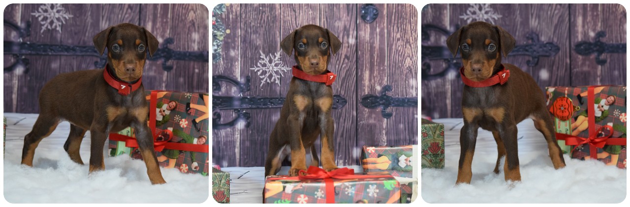 red female doberman puppy picture of doberman puppies