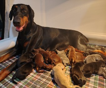 doberman puppies for sale