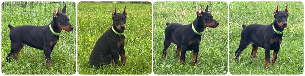 black female doberman puppy black female doberman puppy