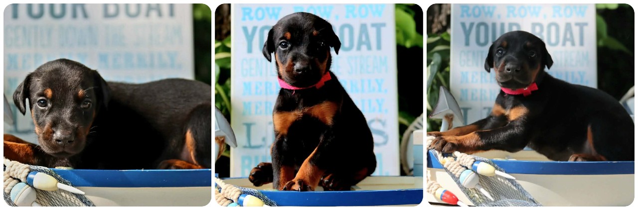 black female doberman puppy black female doberman puppy