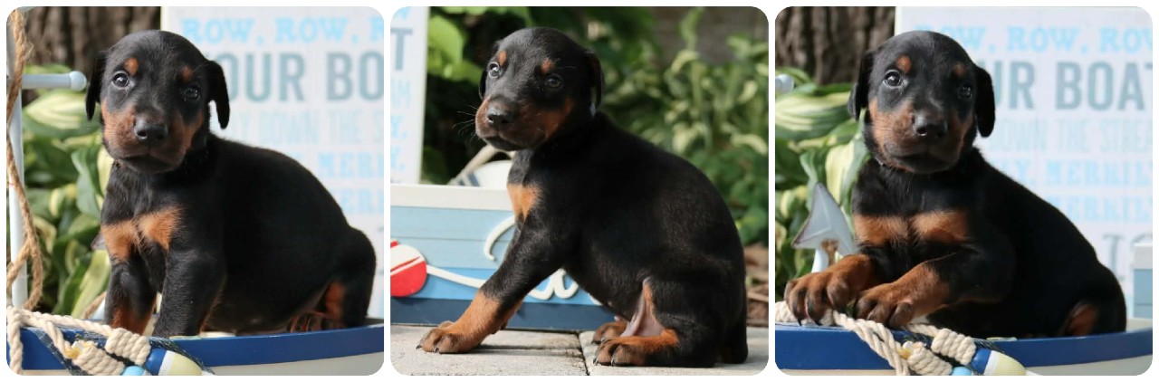 black male doberman puppy