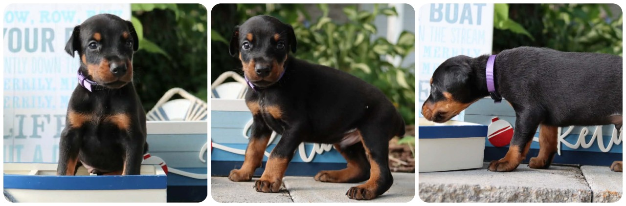black male doberman puppy