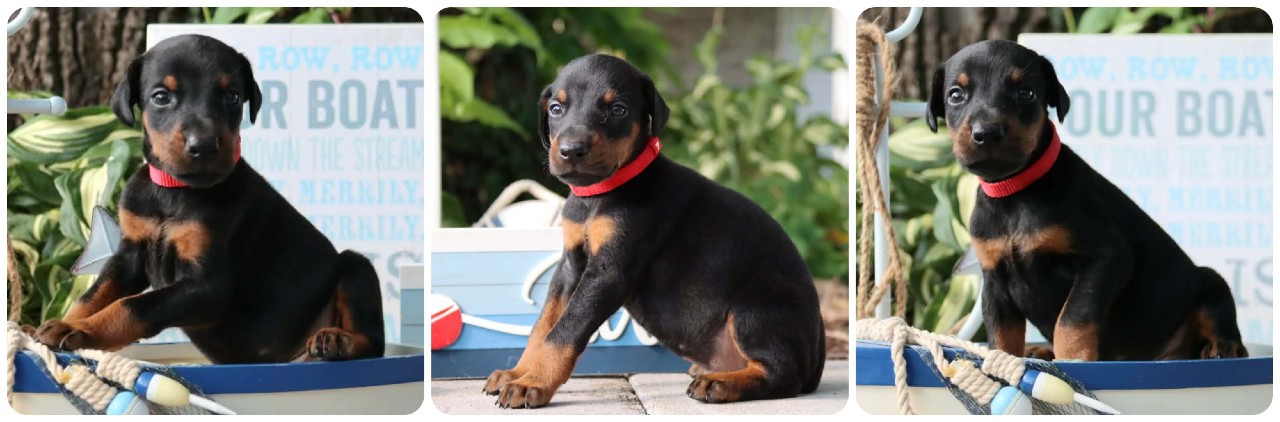 black male doberman puppy