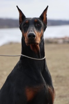 doberman female