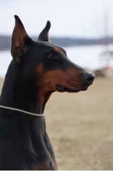 doberman female