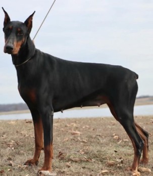 doberman female