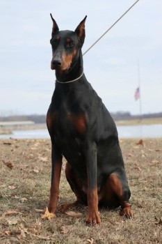 doberman female