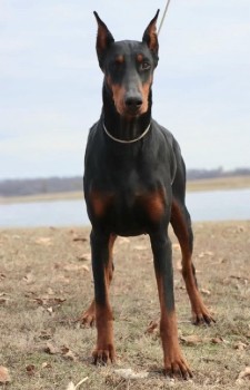 doberman female