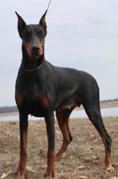 doberman female
