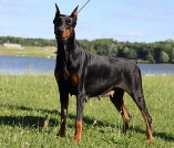 Gretchen doberman pics and health doberman pics and health