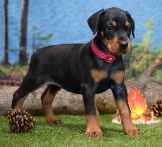 BLACK FEMALE DOBERMAN PUPPY