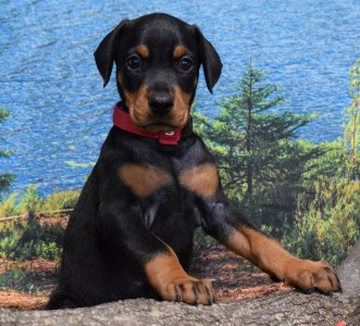BLACK FEMALE DOBERMAN PUPPY