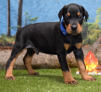 picture of black male for sale