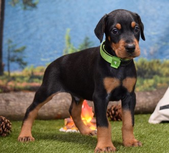 picture of black male for sale