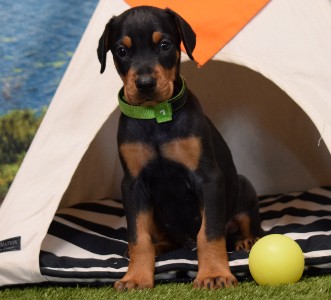 picture of black male for sale