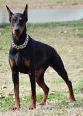 red doberman female