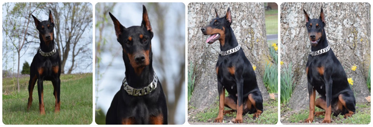 doberman female Halley