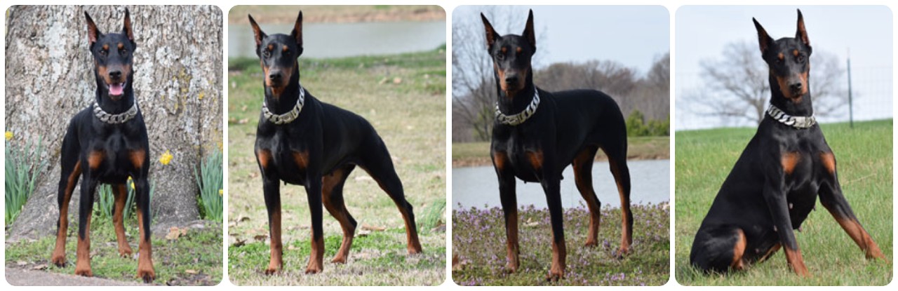 doberman Halley
