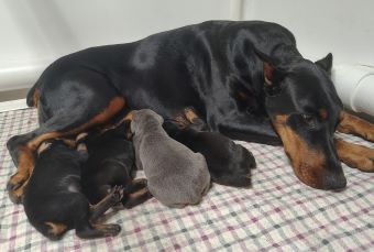 doberman puppies for sale