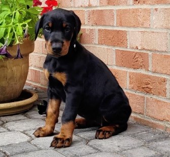 doberman puppies for sale