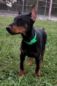doberman puppies for sale