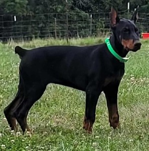 doberman puppies for sale