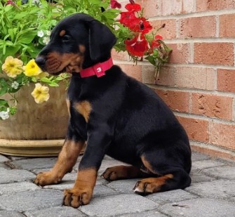 doberman puppies for sale
