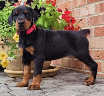 doberman puppies for sale