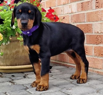 doberman puppies for sale