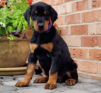 doberman puppies for sale
