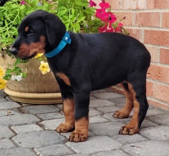 doberman puppies for sale