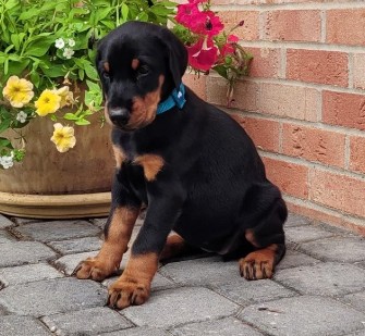 doberman puppies for sale