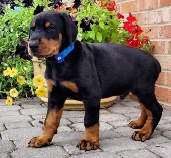 doberman puppies for sale