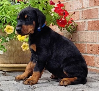 doberman puppies for sale