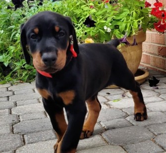 doberman puppies for sale