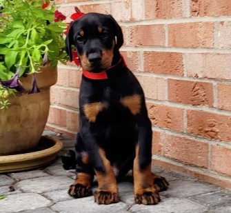 doberman puppies for sale