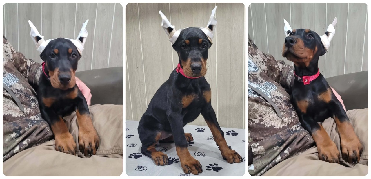 black female doberman puppy picture of doberman puppies