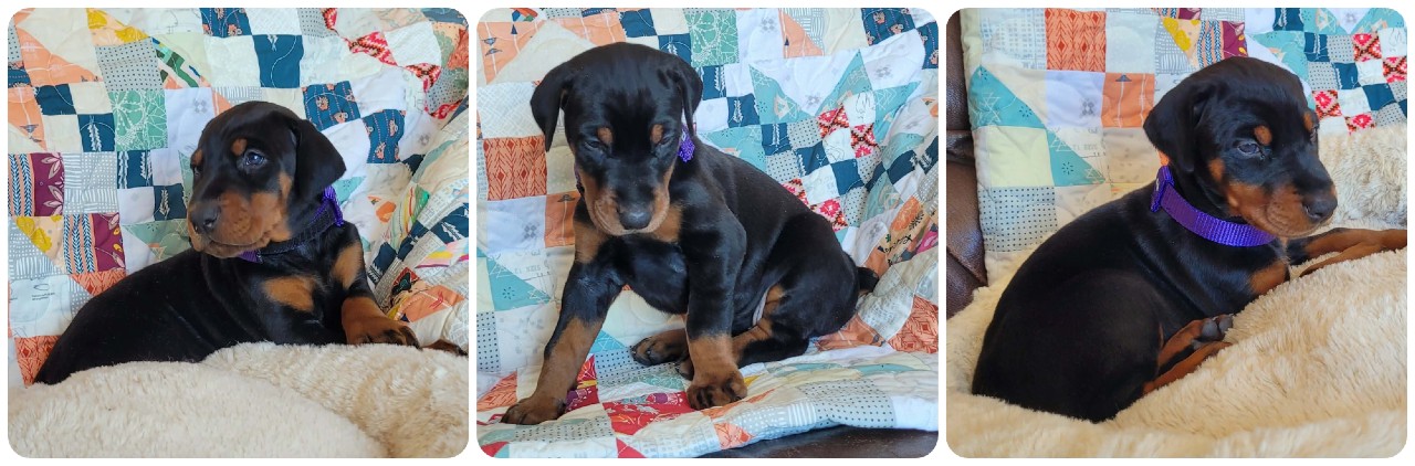 black female doberman puppy picture of doberman puppies